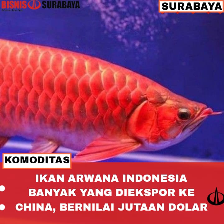 ikan arwana Indonesia banyak yang diekspor ke China