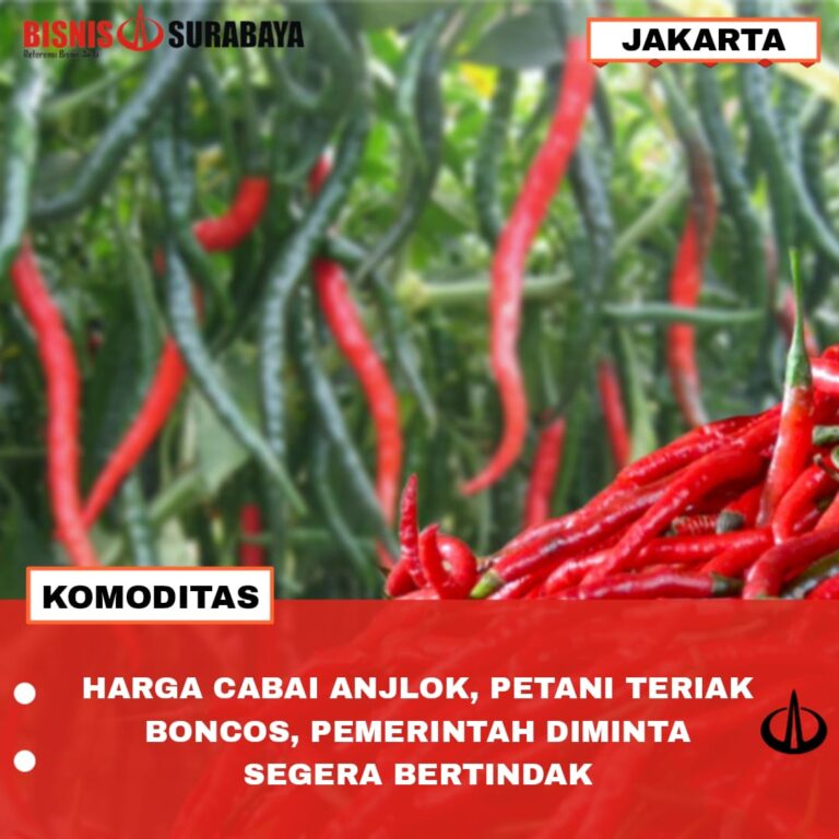 Harga Cabai Anjlok, Petani Teriak Boncos, Pemerintah Diminta Segera Bertindak