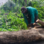 Pemkot Surabaya Siagakan Tujuh Rayon Taman Tangani Pohon Tumbang