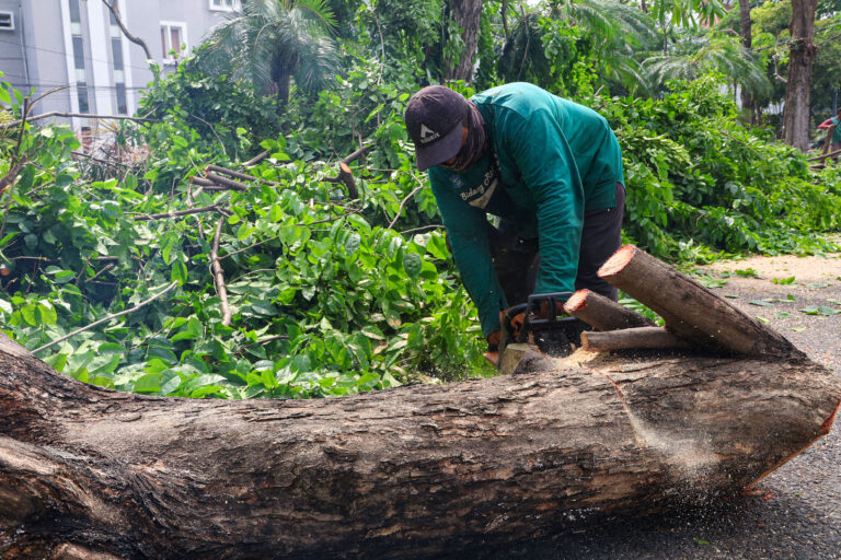 Pemkot Surabaya Siagakan Tujuh Rayon Taman Tangani Pohon Tumbang