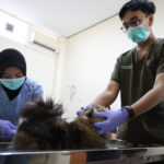 Jelang Lebaran 2026, Pemkot Surabaya Buka Layanan Titip Hewan Peliharaan di Puskeswan