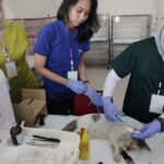 HJKS 2026, Pemkot Surabaya Sterilisasi 100 Kucing Gratis untuk Tekan Populasi Kucing Liar