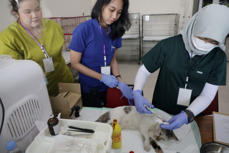 HJKS 2026, Pemkot Surabaya Sterilisasi 100 Kucing Gratis untuk Tekan Populasi Kucing Liar