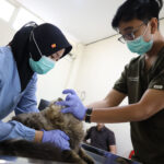 Sterilisasi Gratis Jadi Kado Ulang Tahun Surabaya ke-733, DKPP Siapkan Kuota 100 Kucing Lokal