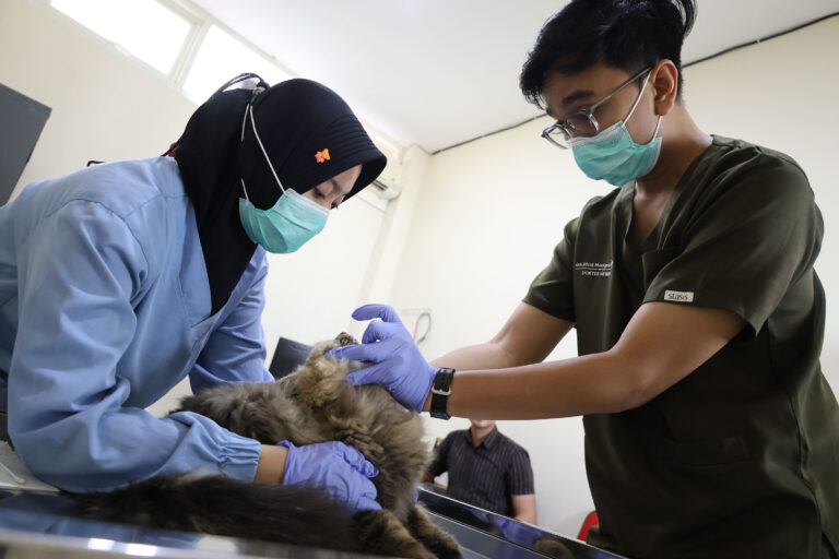 Sterilisasi Gratis Jadi Kado Ulang Tahun Surabaya ke-733, DKPP Siapkan Kuota 100 Kucing Lokal